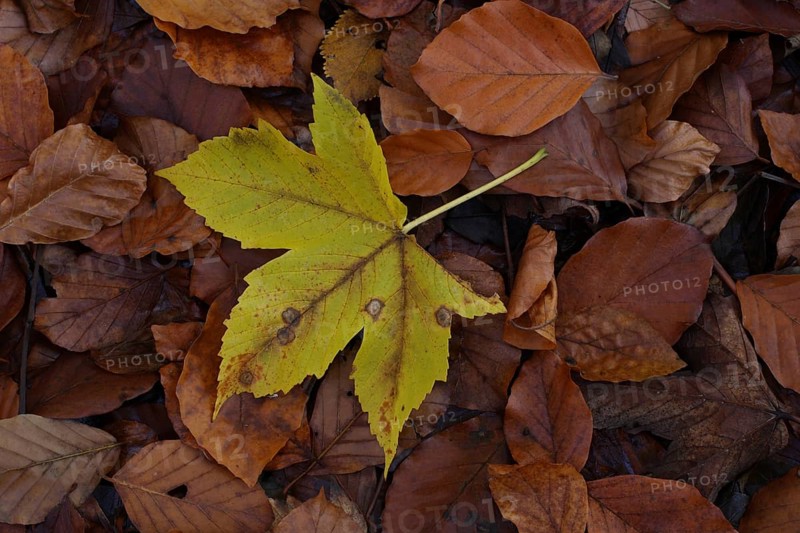 Autumn leaves of sycamore maple