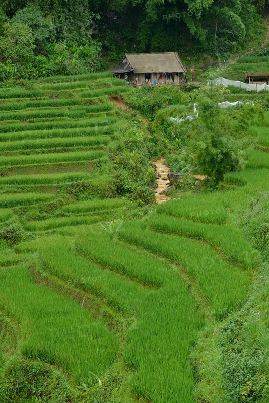 Rice fields