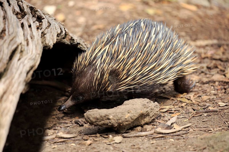 Short-beaked Echidna