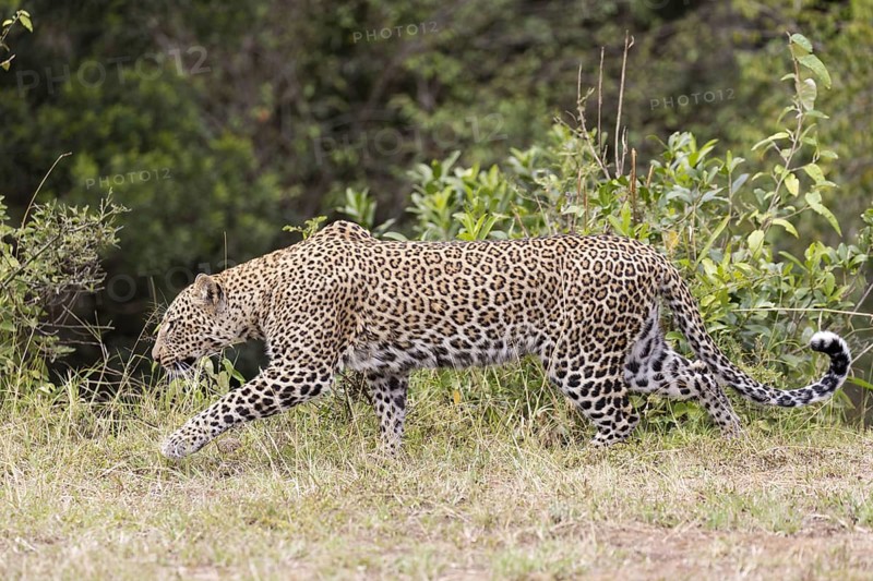 African leopard