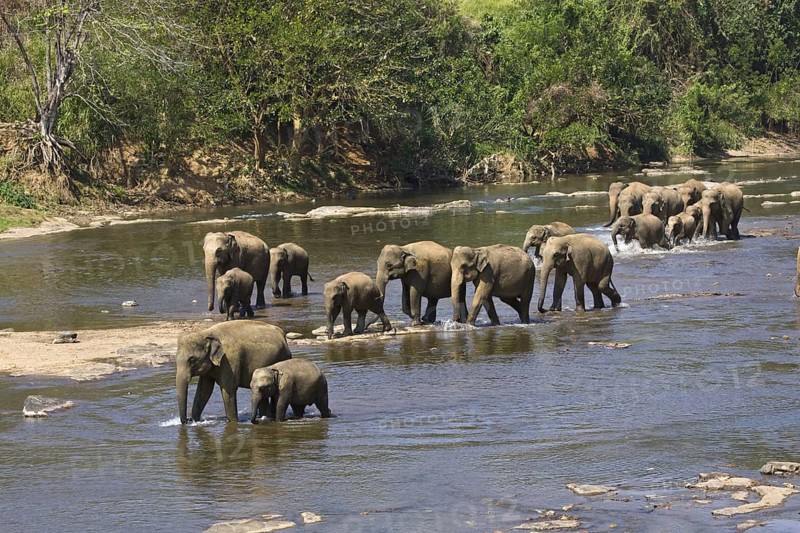 Asian Elephant