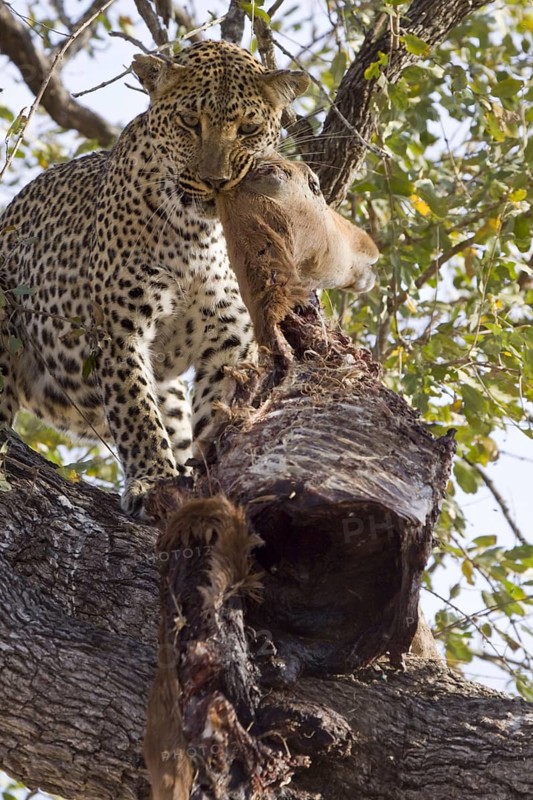 Pardus leopard niche leopards