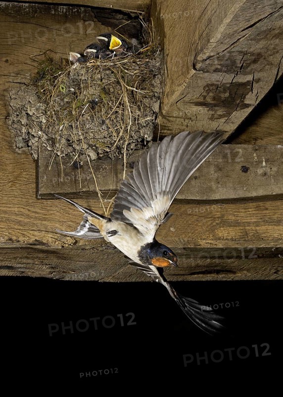 Adult barn swallow