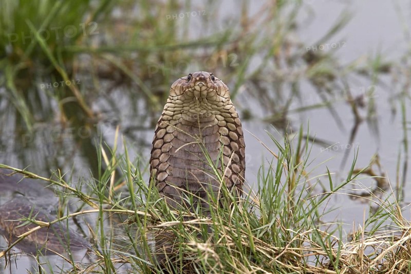 Mozambique Spitting Cobra