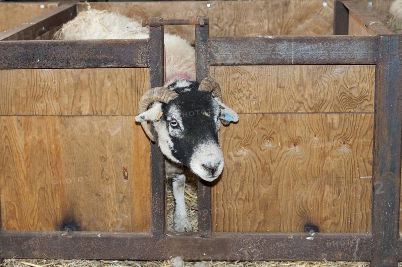 Swaledale sheep