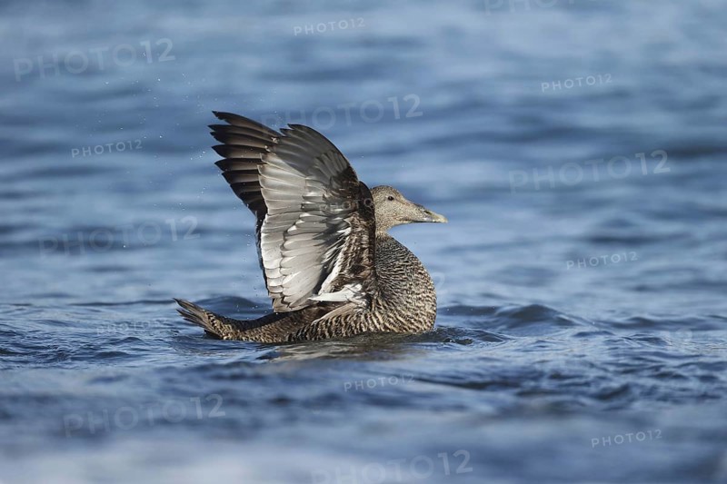 Common Eider