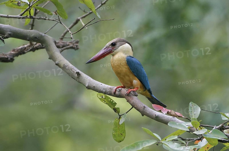 Stork-billed Kingfisher