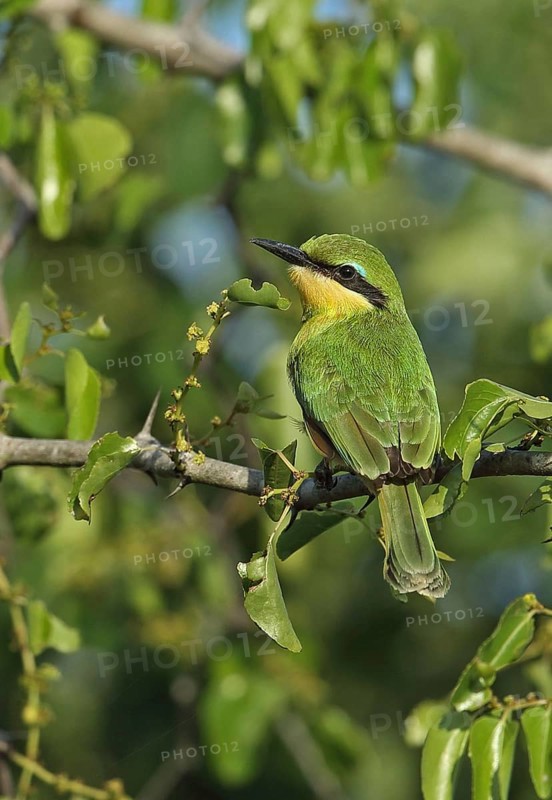 Little Bee-eater