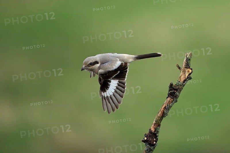 Steppe Grey Shrike