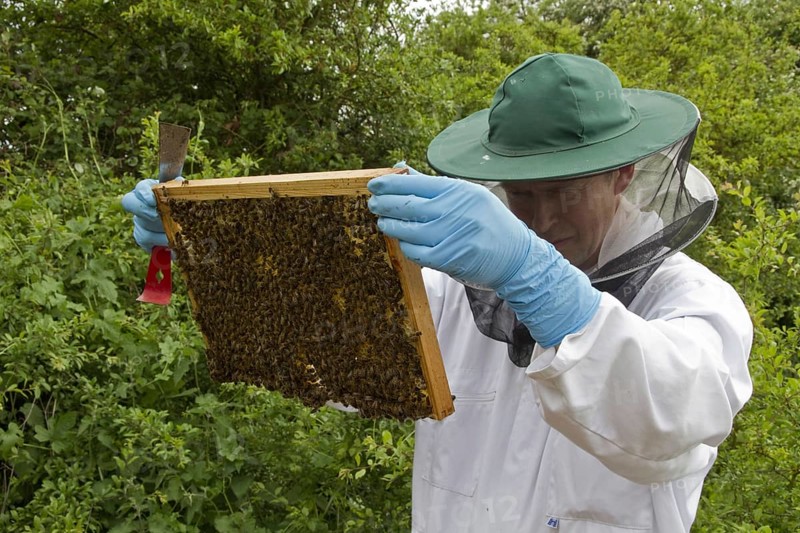Western honey bee