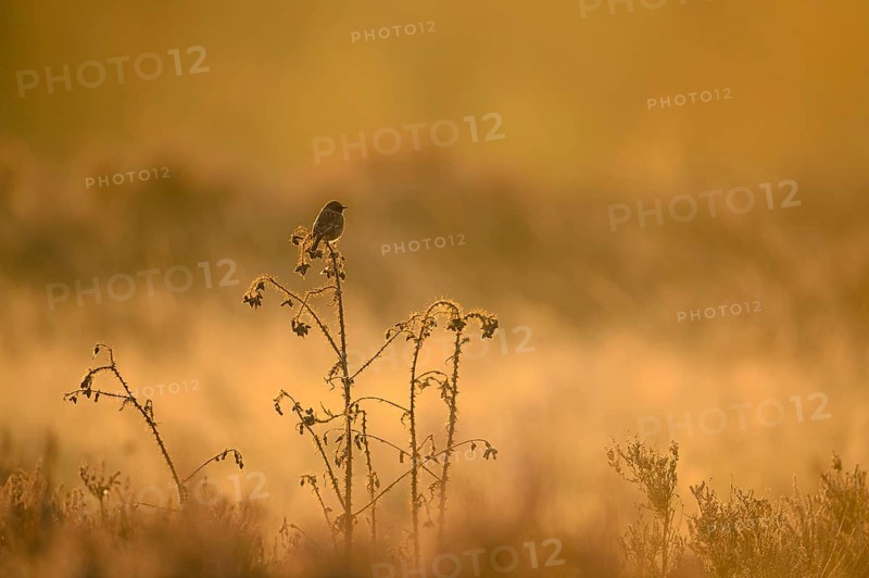 European Stonechat