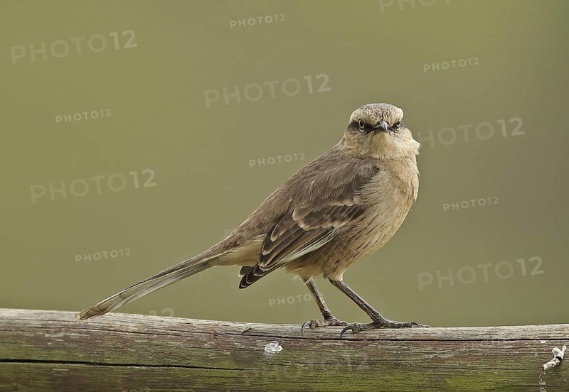 Adult Chalk-browed Mockingbird