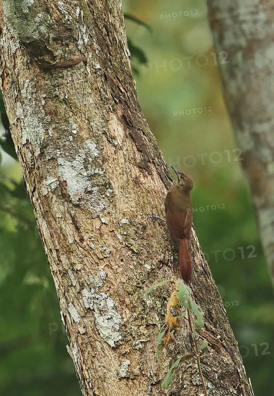 Plain brown forest treecreeper