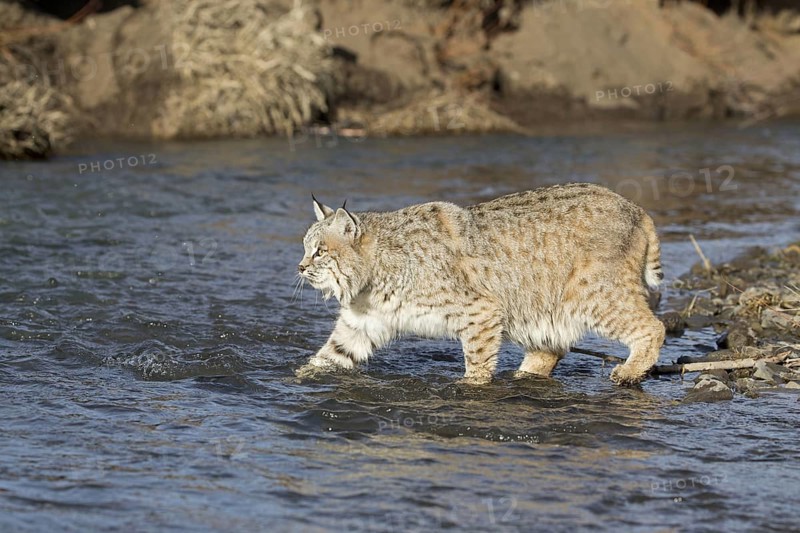 Bobcat