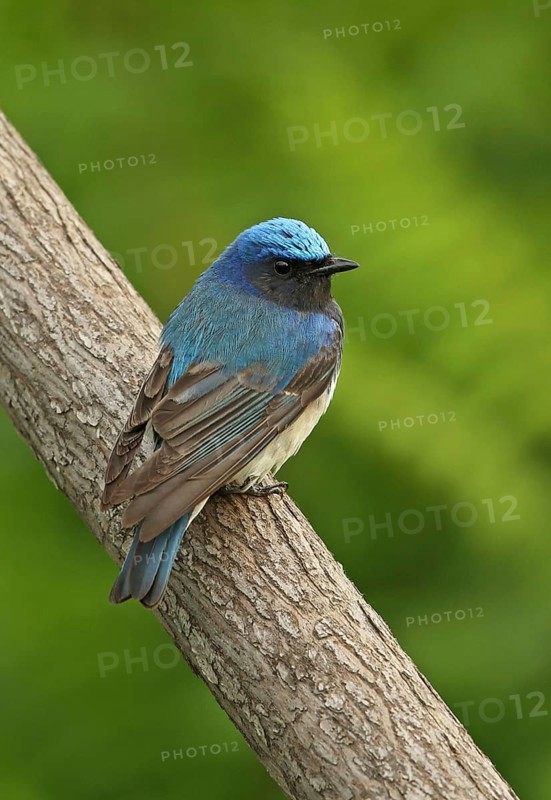 Blue-and-white Flycatcher