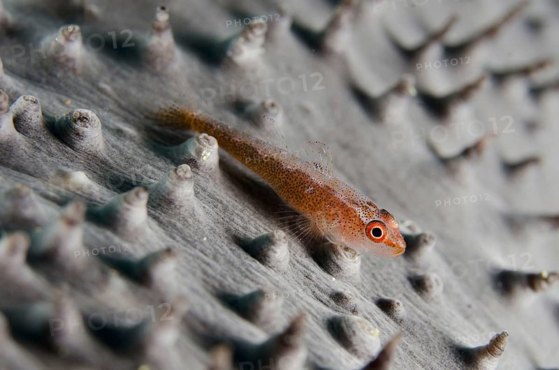 Common toothy goby
