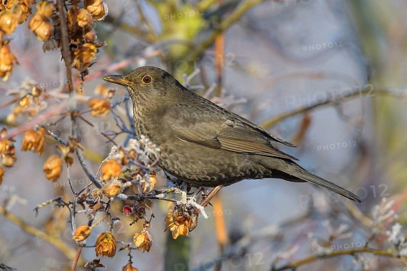 Blackbird