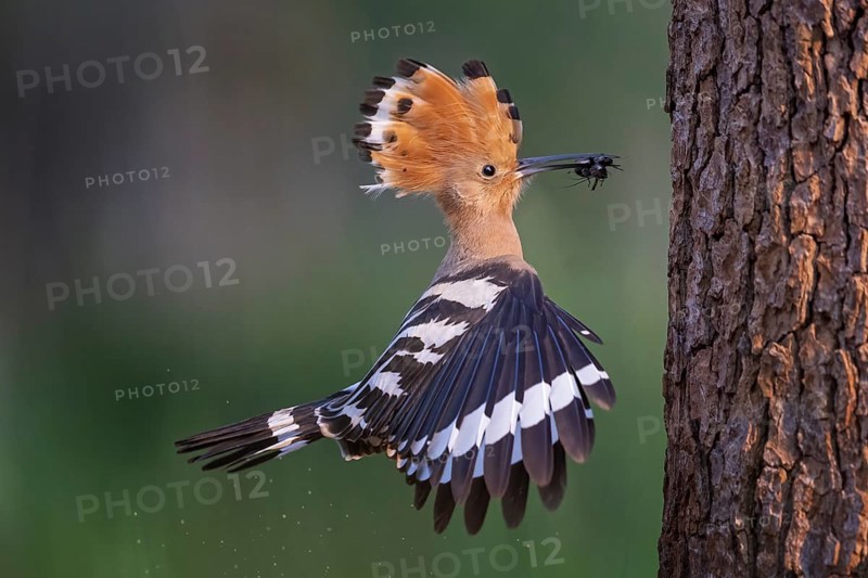 Hoopoe