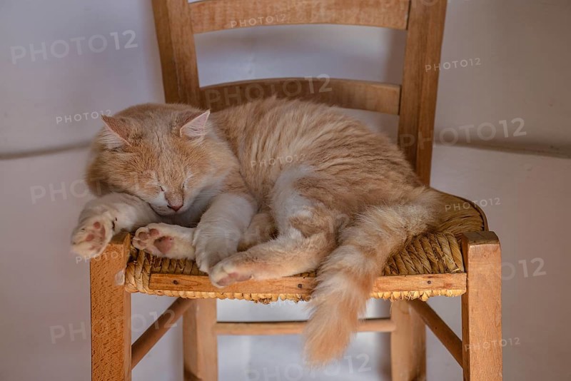 Domestic cat