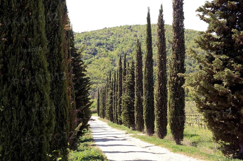 Mediterranean cypress