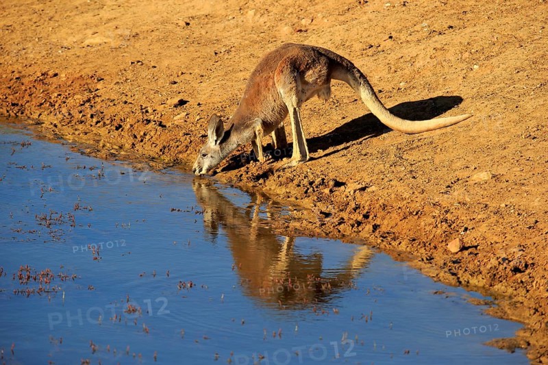 Red kangaroo