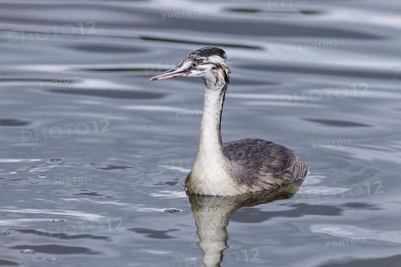 Great crested grebe