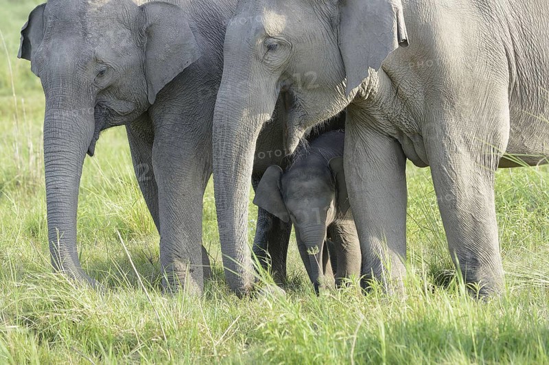 Asian indian elephant