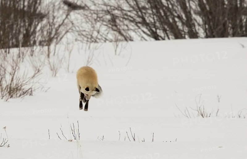 American Red Fox