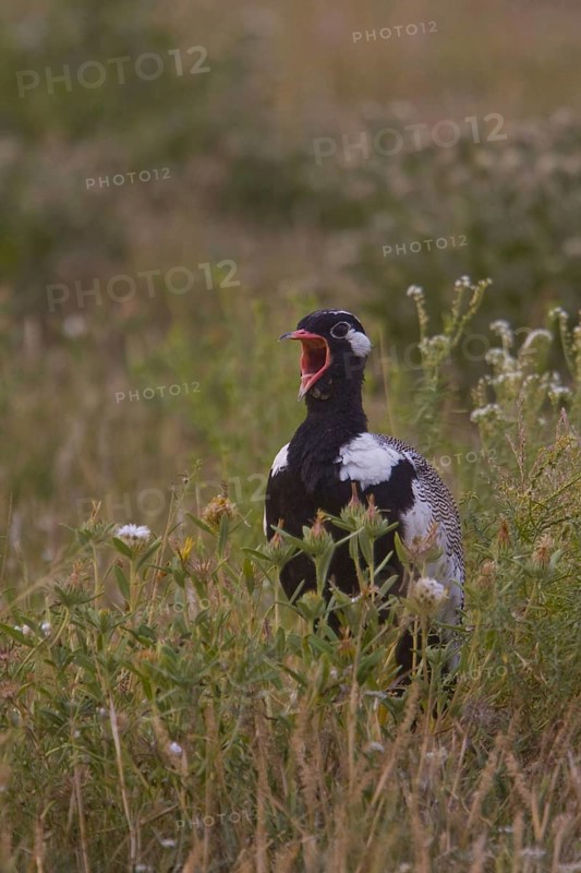 Cackling bustard