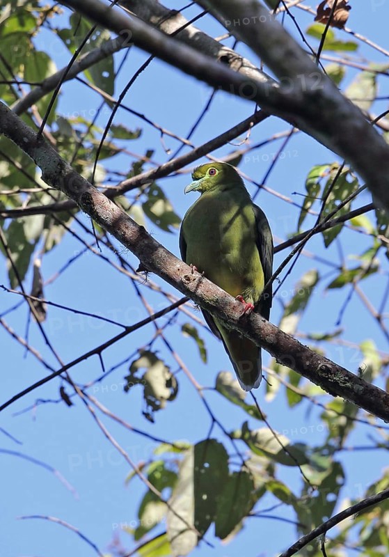 Yellow-bellied Green-pigeon