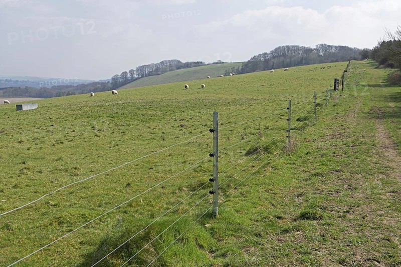 New electric fence with galvanised steep posts and insulators on pasture with sheep