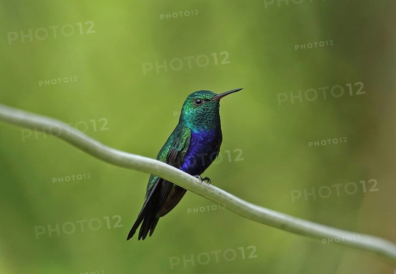 Violet-bellied Hummingbird