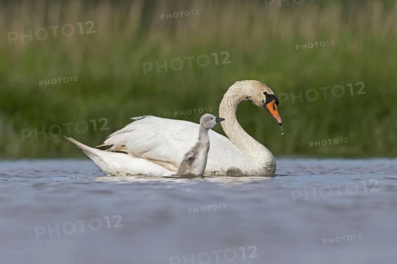 Mute Swan
