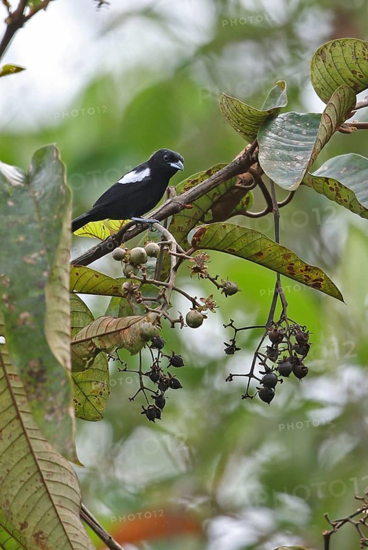 White-shouldered tanager