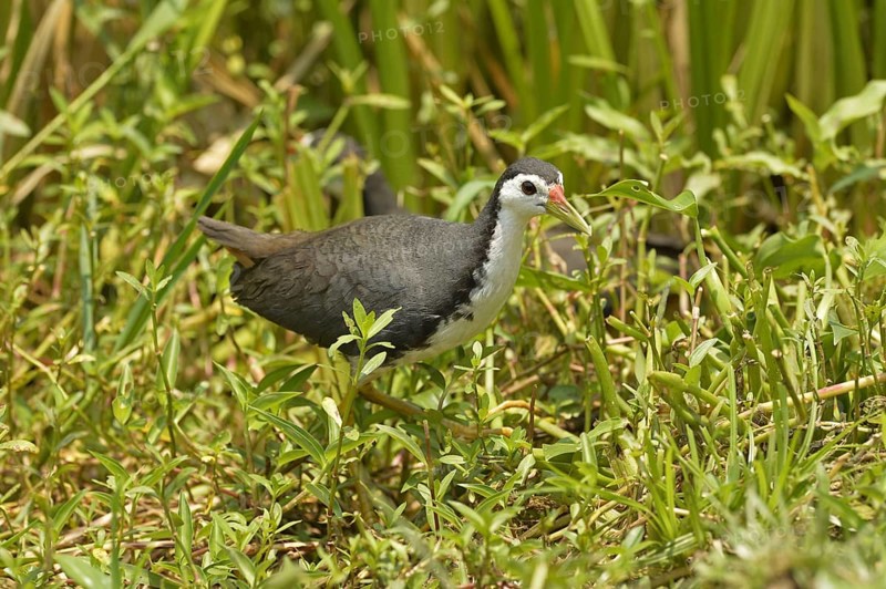 Adult white-breasted water-hen