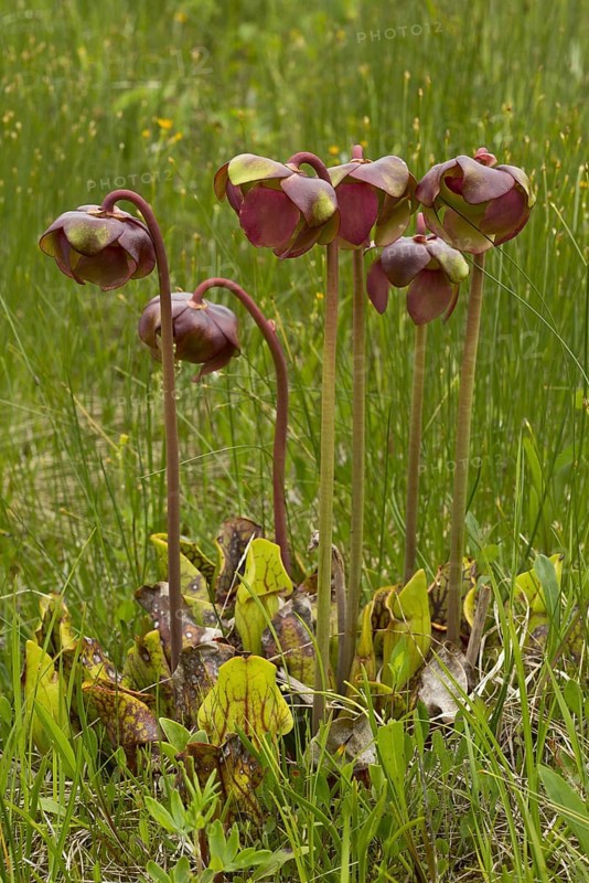 Purple Pitcher Plant