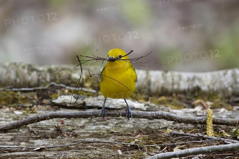 Prothonotary Warbler