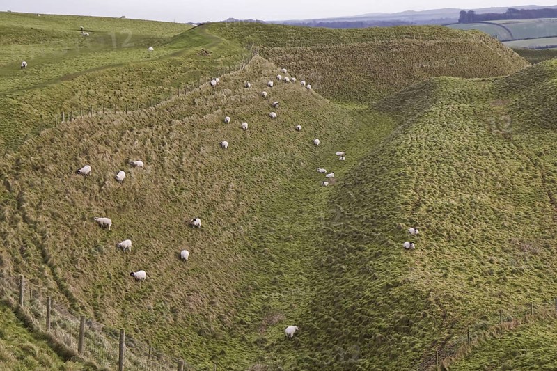 Domestic Sheep