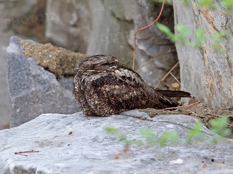 Grey Nightjar
