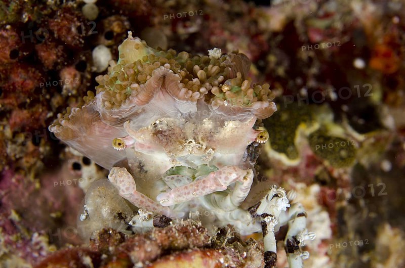 Tubercle spider crabs