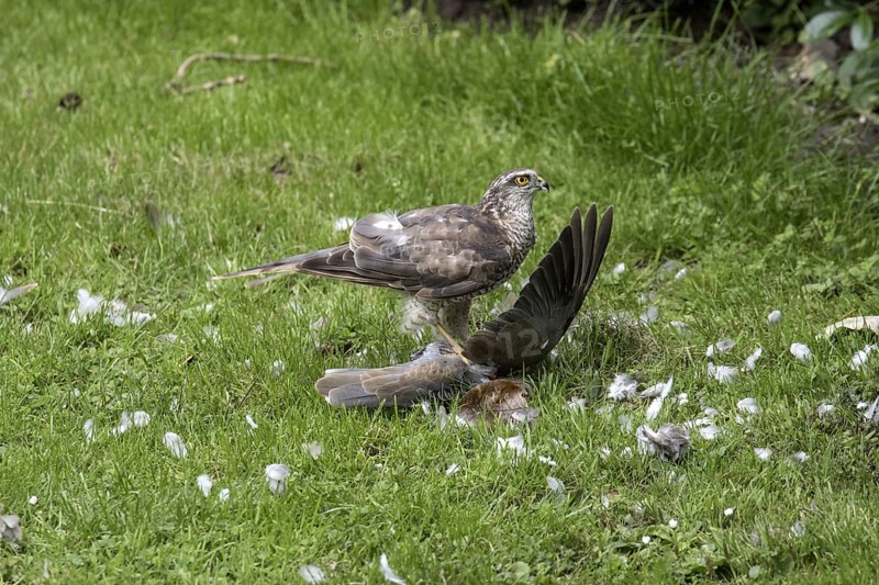 Young sparrowhawk eats young coal pigeon