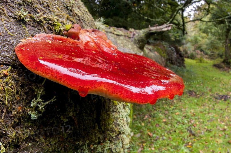 Beefsteak fungus