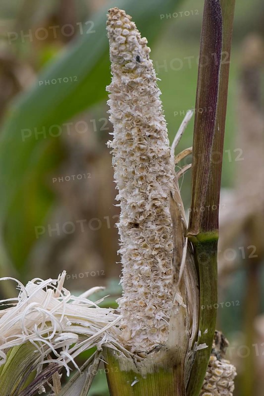 Brown rat damage to sweetcorn cobs on the plant shortly after ripening in a vegetable garden