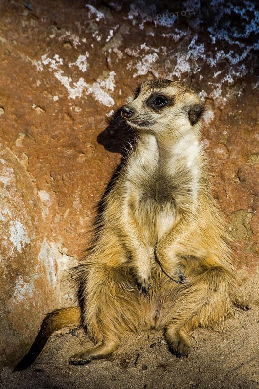 Meerkats