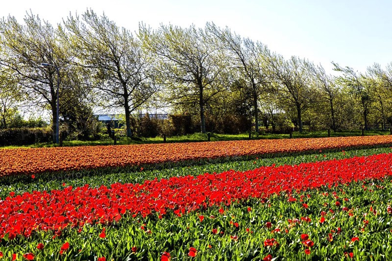 Flowering tulip fields