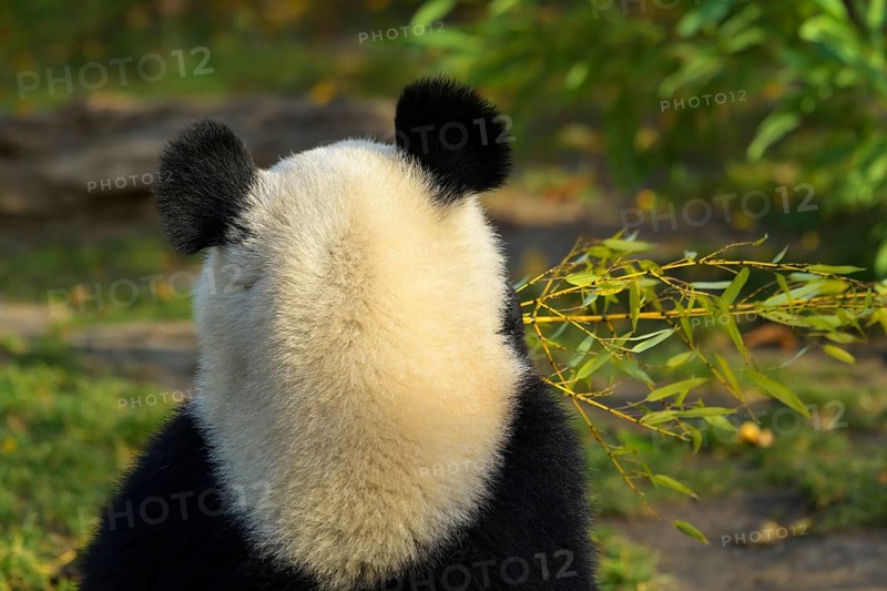 Giant Panda