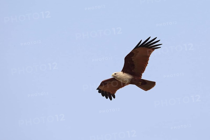Brahminy Kite