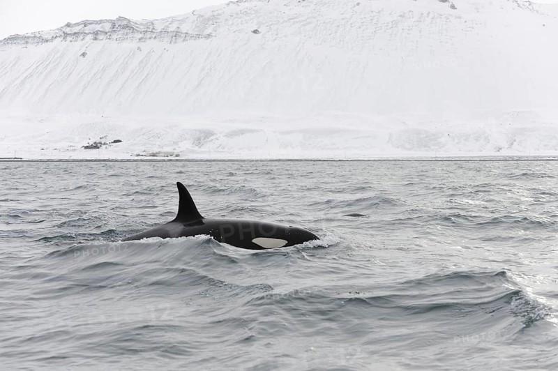 Killer Whale