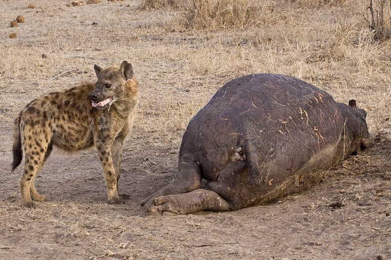Spotted hyena