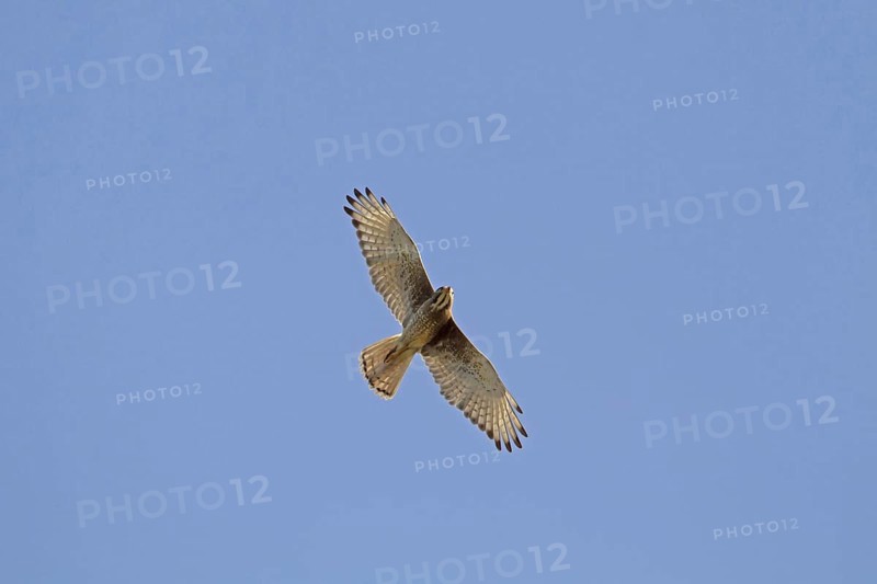 White-eyed buzzard